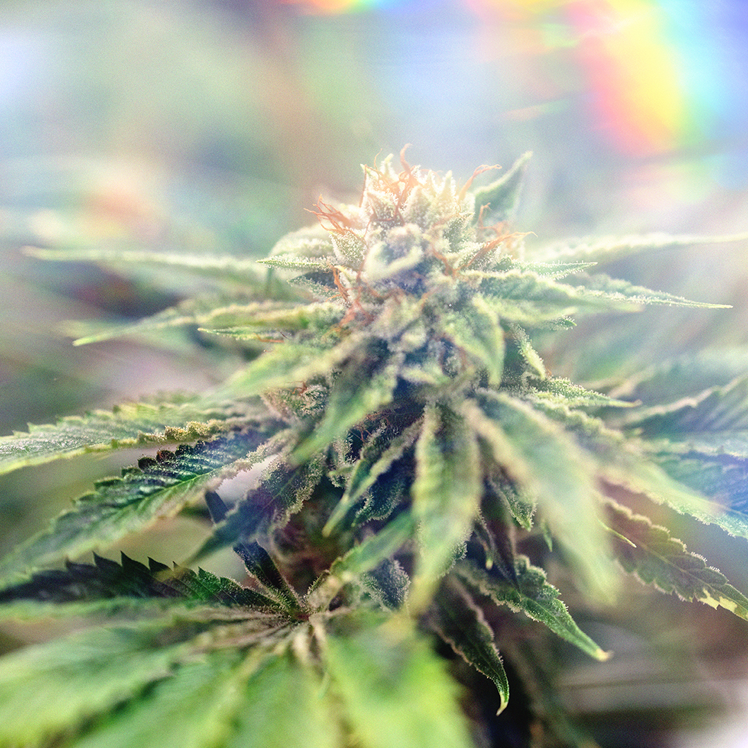 Aeroponically Grown Cannabis Just Hits Different - MITA AZ